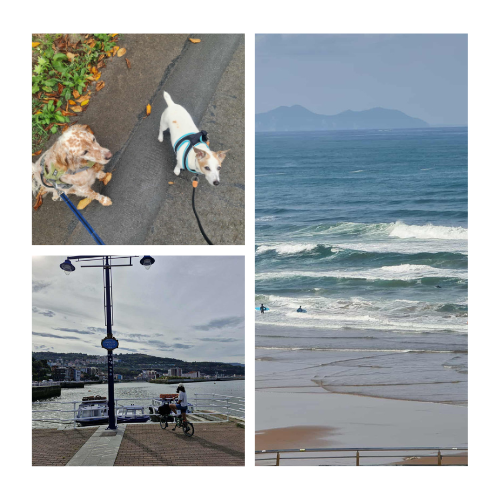 Justine Herlin's dogs on a walk, cycling along the Bilbao waterfront, and surfers on a Basque Country beach